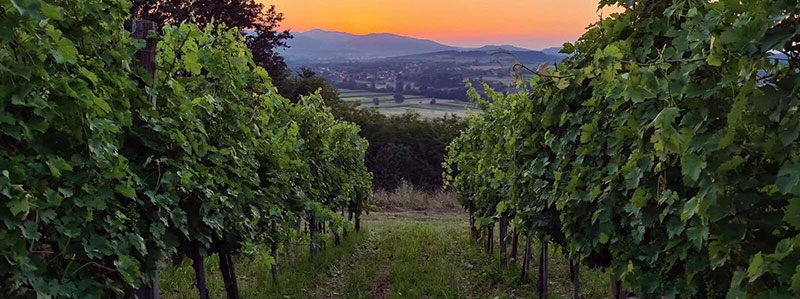 Agatija-vinarija