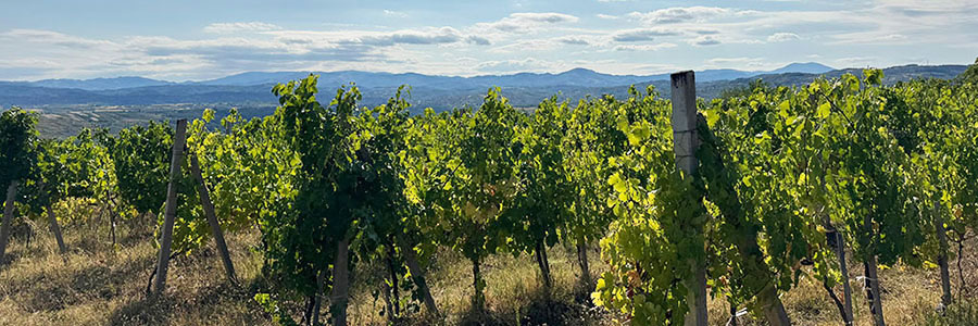 Miljkovic-vinograd-u-zupi