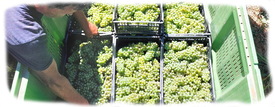 Deuric-vinarija-berba