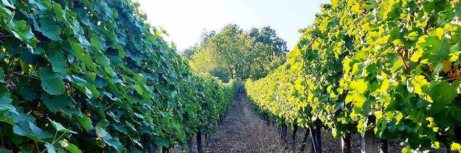 Moravski-Val-vinongradi