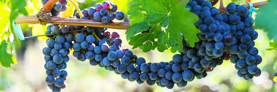 Veritas-vinograd-u-Sremskim-Karlovcima
