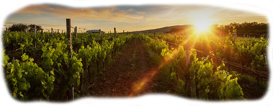 Cilic-vinogradi