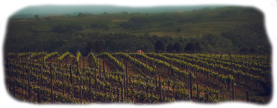 Delena-vinograd