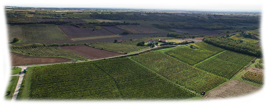 Frug-vinogradi