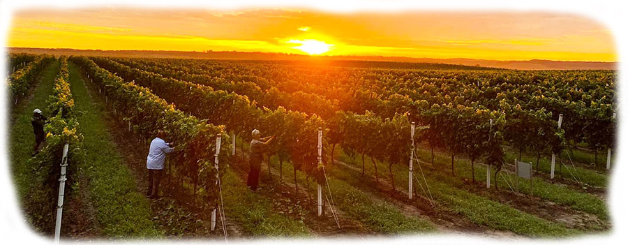 Galot-vinogradi