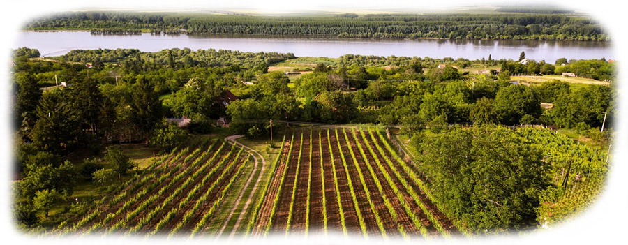 Hadzi-popovic-vinograd