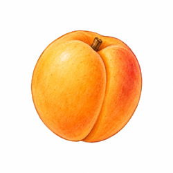 Kečkemetska Ruža