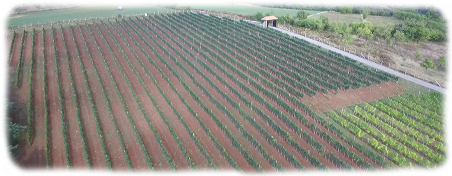 Katanic-vinograd