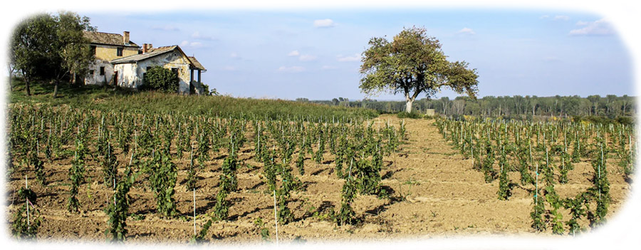 Knezevic-vinograd