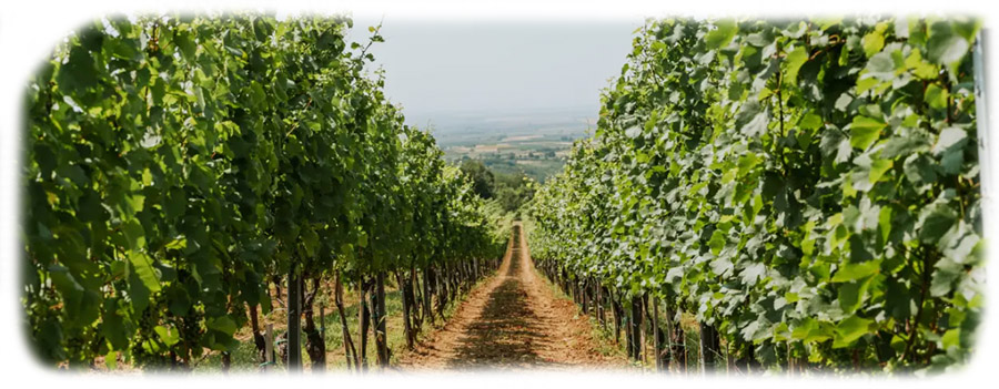 Kovacevic-vinograd