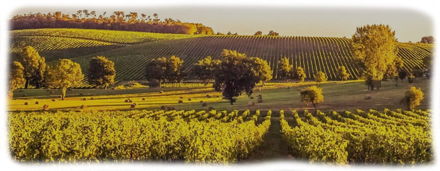 Mackov-podrum-vinogradi