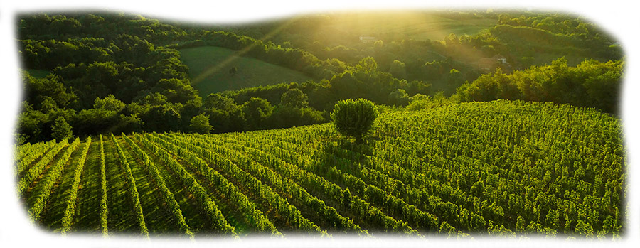 Matijasevic-vinogradi