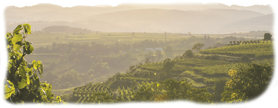 Molovin-vinogradi