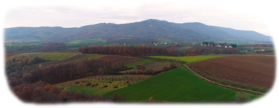 Savic-sacera-vocnjaci