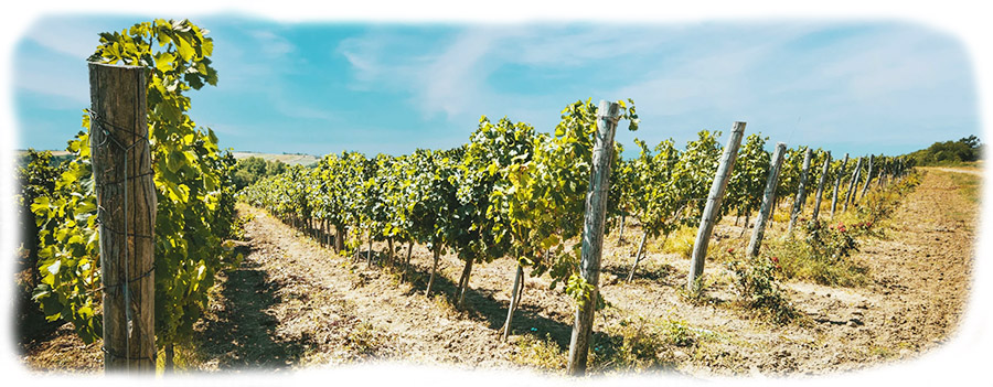 Virtus-vinarija-vinograd