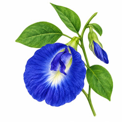 Clitoria Ternatea