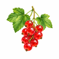 Crvena Ribizla