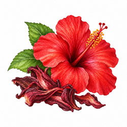 Hibiskus