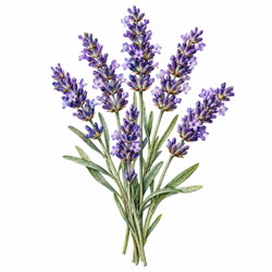 Lavanda