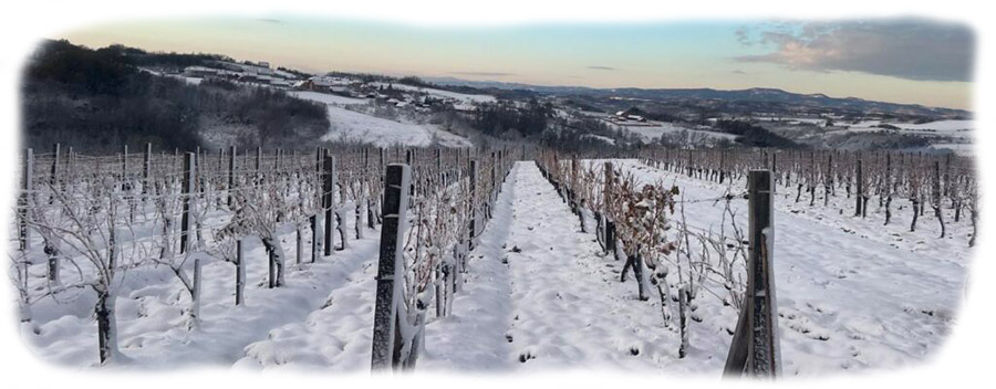 vinarija-adora-vinogradi-zimi_1