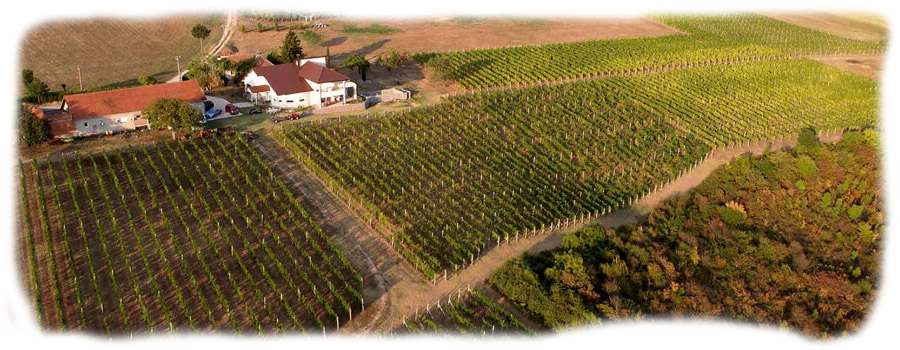 vinarija-adora-vinogradi_1