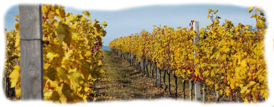 vinarija-vinis-vinograd-izbliza_1