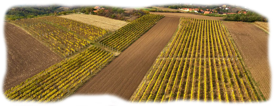 vinarija-vinis-vinograd_1