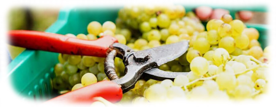 Braca-Rajkovic-wine-office-grzodje