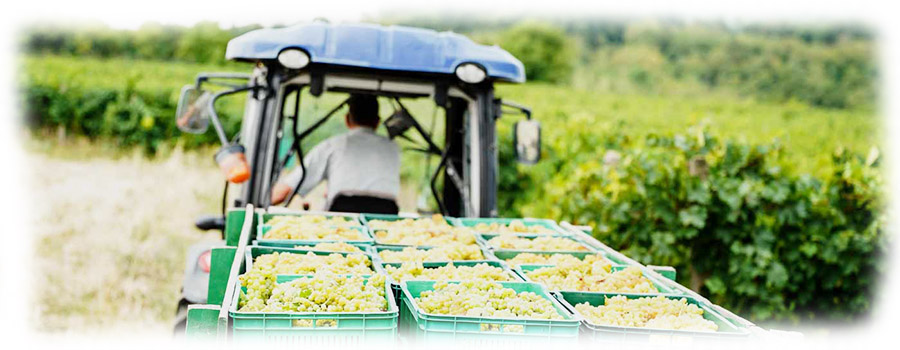 Braca-Rajkovic-wine-office-traktor
