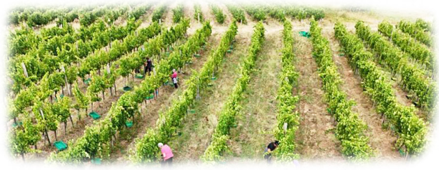 Braca-Rajkovic-wine-office-vinograd