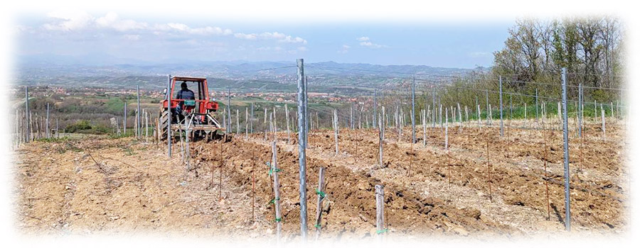 Rajkovic-traktor-u-vinogradu