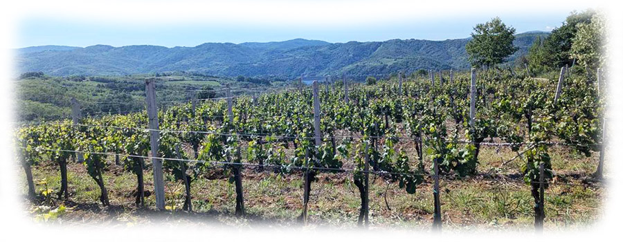 Rajkovic-vinograd