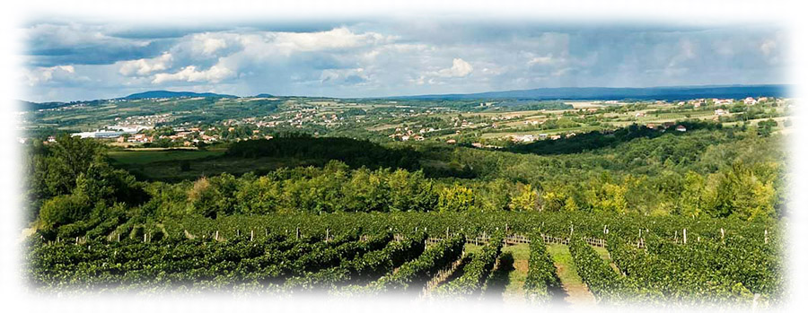 Savic-vinarija-vinogradi