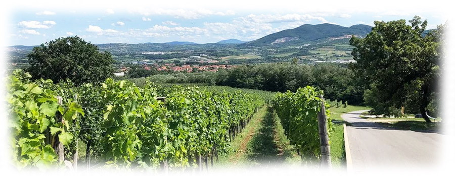Tarpos-vinogradi