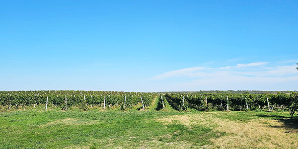 Terroir-Srbije